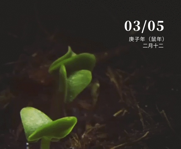 黑色簡約驚蟄節(jié)氣植物生長GIF海報(bào)