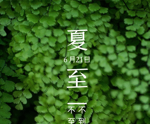 夏至陽(yáng)光照射綠色植被攝影圖gif手機(jī)海報(bào)