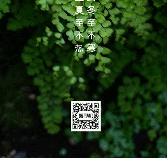夏至陽(yáng)光照射綠色植被攝影圖gif手機(jī)海報(bào)