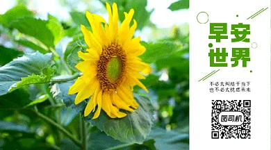 早安世界向日葵实拍视频早上好动态二维码
