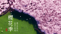 春天櫻花季唯美動態(tài)攝影圖gif橫圖