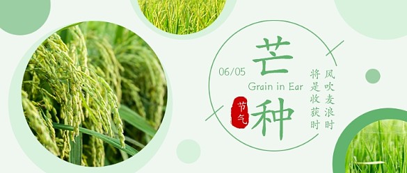 芒種節(jié)氣公眾號首圖