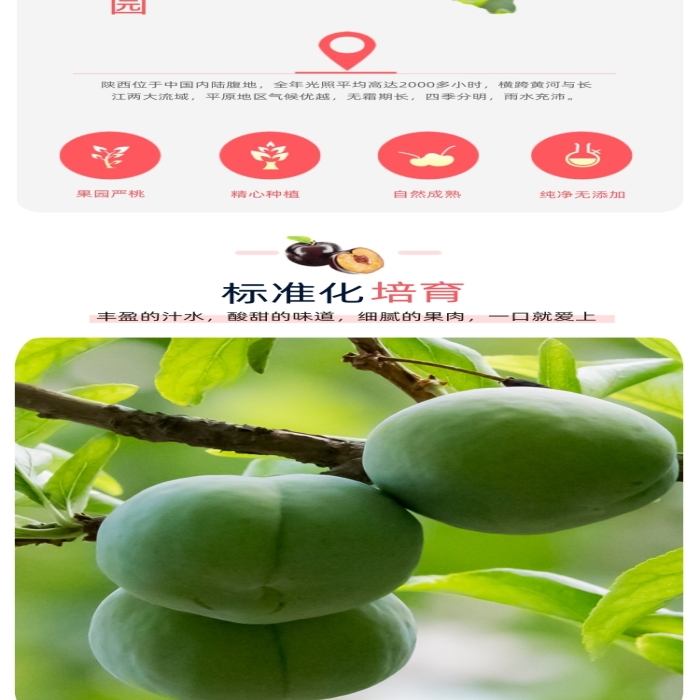 清新水果李子香甜食品詳情頁