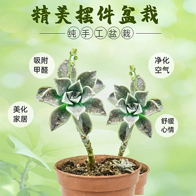 花卉盆栽植物多肉直通车主图