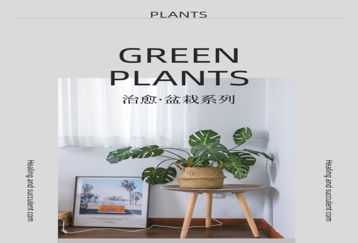 植物盆栽室內(nèi)綠植空氣清晰詳情頁