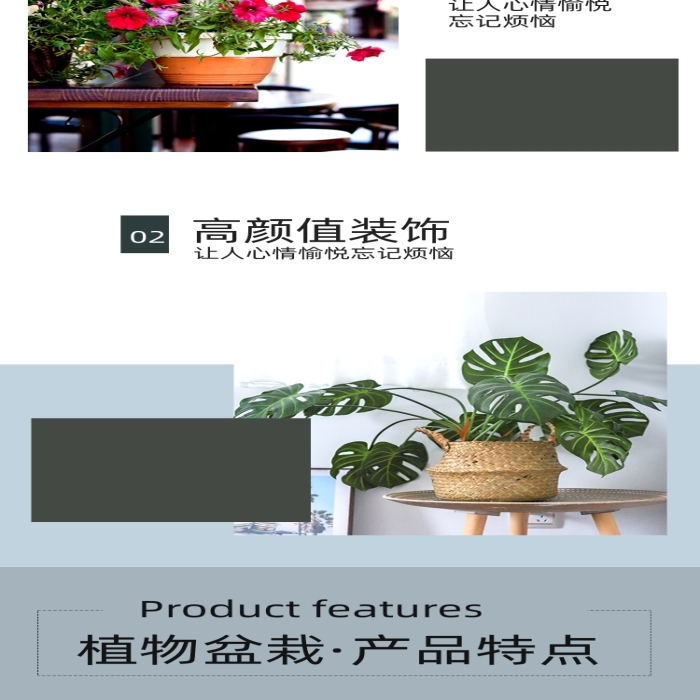 植物盆栽室內(nèi)綠植空氣清晰詳情頁