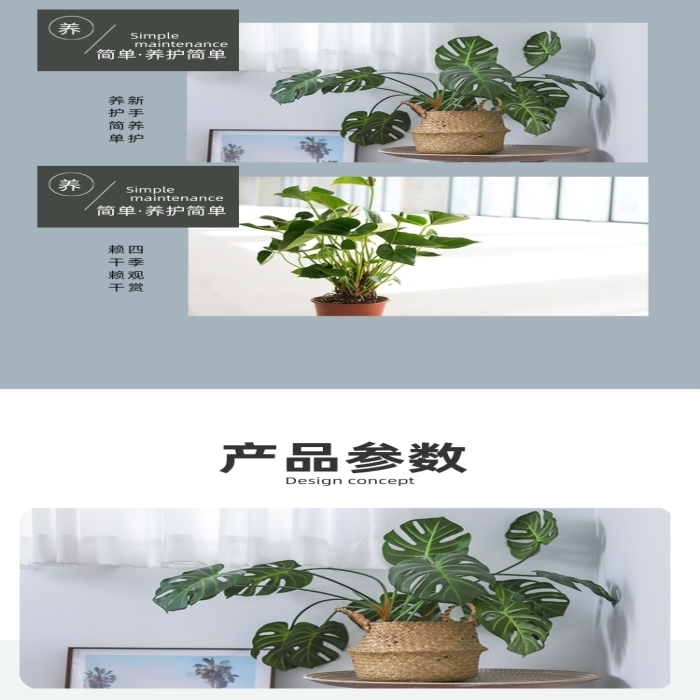 植物盆栽室內(nèi)綠植空氣清晰詳情頁