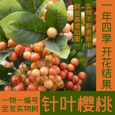櫻桃樹樹木水果淘寶主圖直通車模板