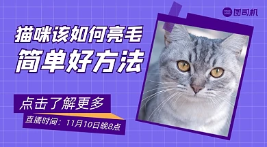 猫咪亮毛小方法手账风广告banner