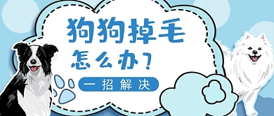宠物狗掉毛养育知识公众号首图