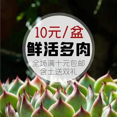 多肉植物养殖淘宝主图直通车模板