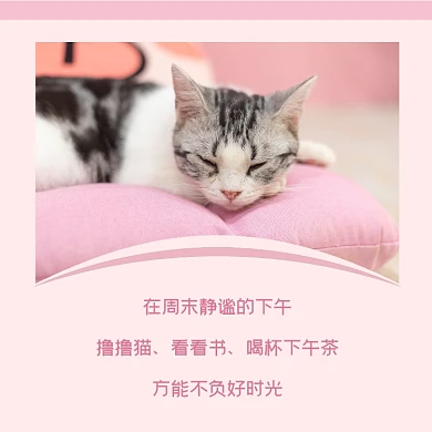冬日午后时光撸猫简约方形配图