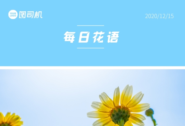 小清新雛菊每日花語手機海報