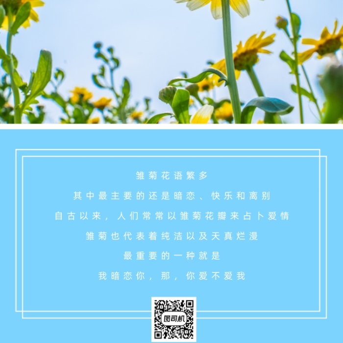 小清新雛菊每日花語手機海報