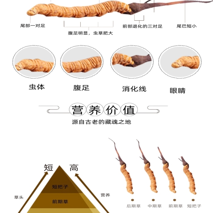 冬蟲夏草中藥保健詳情頁