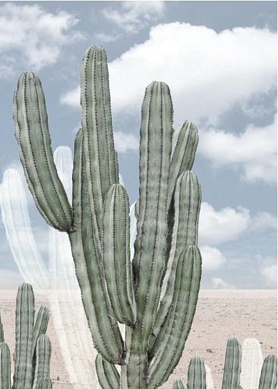 北欧现代热带植物沙漠仙人掌装饰画