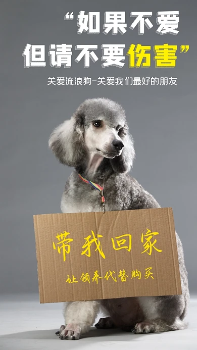 关爱流浪动物公益摄影图海报