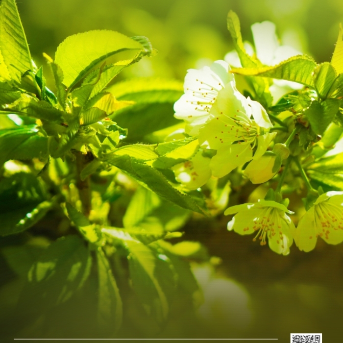 大暑節(jié)氣陽光照射葉子花蕊攝影圖海報