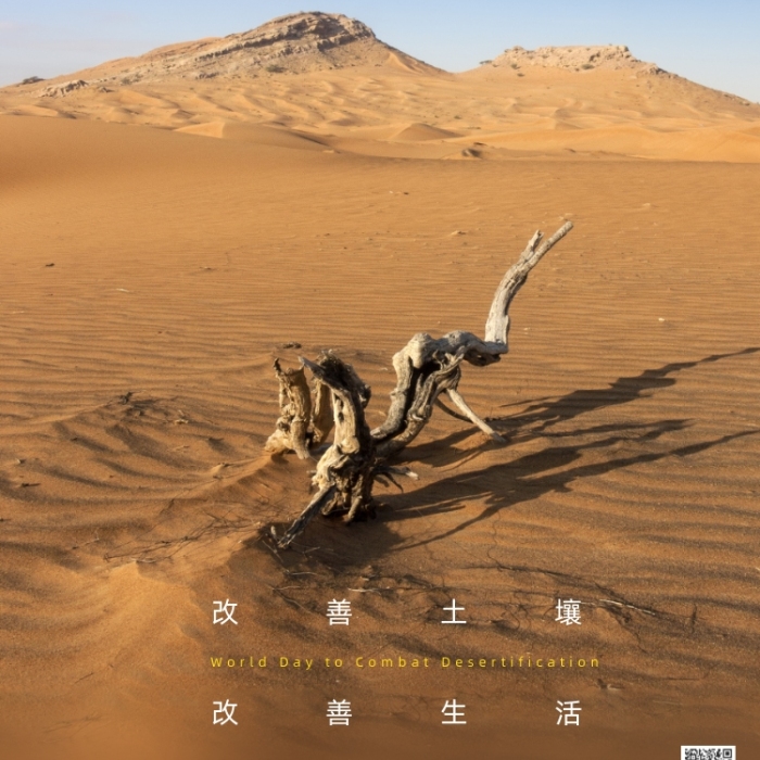 世界防治荒漠化和干旱日死樹攝影圖海報(bào)