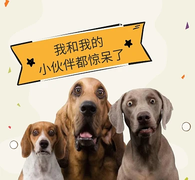 狗我和我的小伙伴都惊呆了朋友圈封面