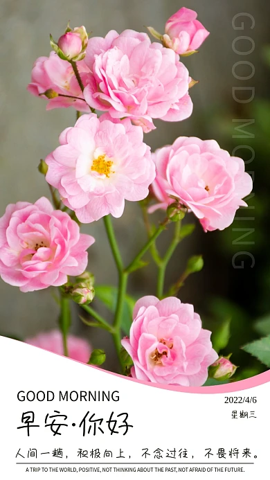 简约早安你好日签植物蔷薇花朋友圈励志海报
