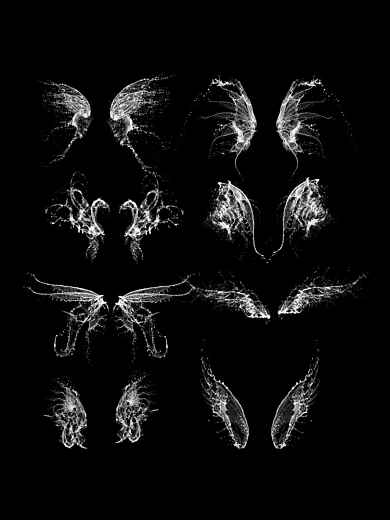 炫酷翅膀形状水花PS笔刷