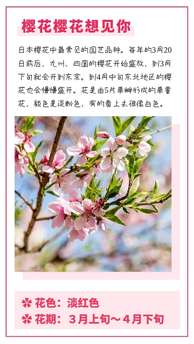 春天出行踏青赏花樱花竖版配图