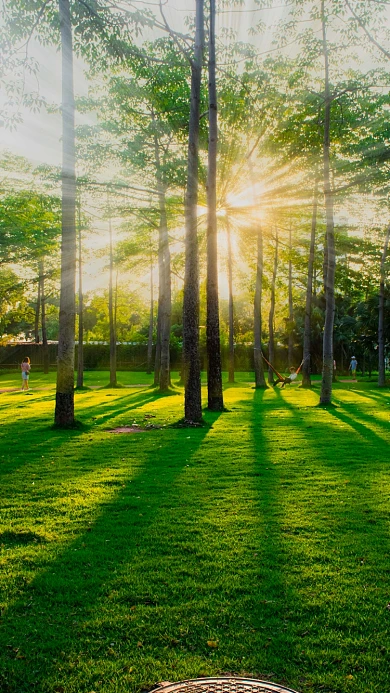 园林树木光影光线阳光摄影图配图