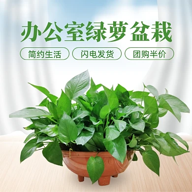 绿植清新简约主图直通车