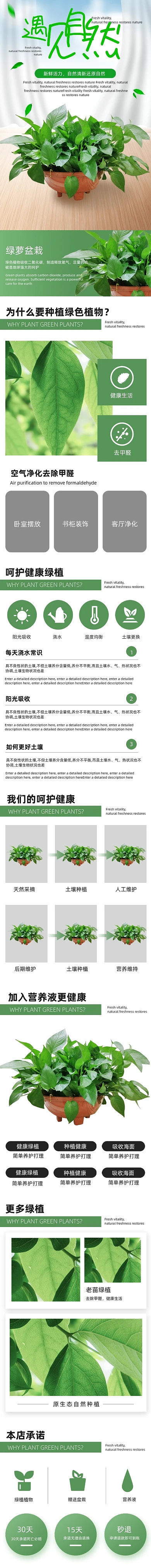 绿萝绿植装饰美化植物详情页