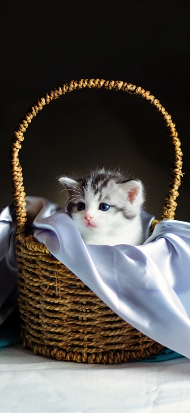 小猫咪萌宠油画手机壁纸