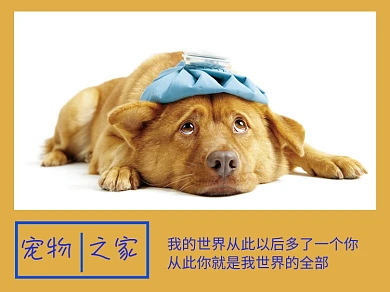 宠物之家狗黄蓝简约横版配图