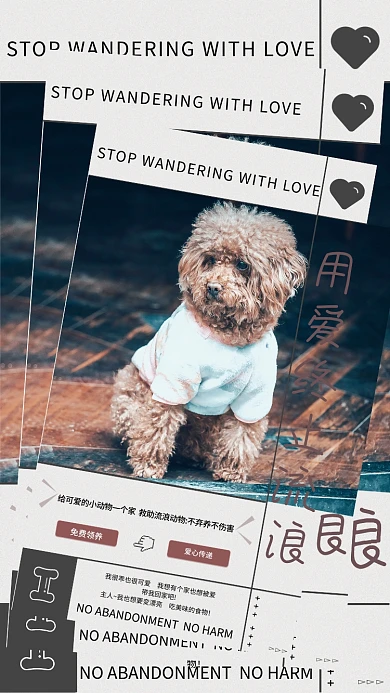 宠物领养爱心传递流浪猫狗