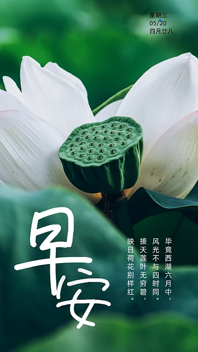 早安你好清新荷花手机海报