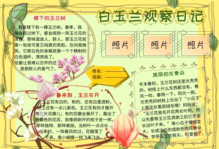 白玉兰观察日记动植物小报小学生手抄报