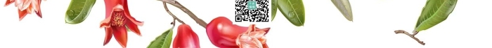 簡(jiǎn)約花鳥(niǎo)石榴花手機(jī)海報(bào)
