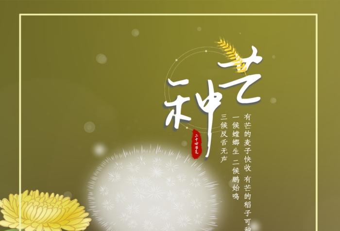 麥子快收芒種之田野的蒲公英
