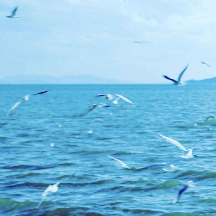 心語(yǔ)心情藍(lán)天白云海鷗鳥海鳥海水美景
