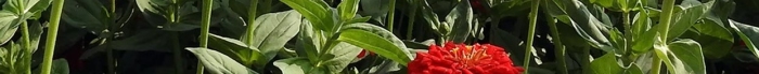 心語心情手機海報鮮花五彩花藍(lán)天花叢
