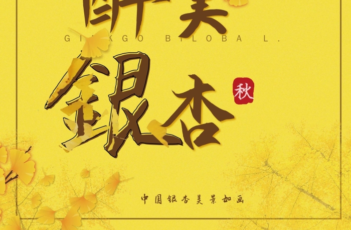 中國美景入貢小清新醉美銀杏海報(bào)
