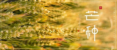 芒种金黄的麦子公众号封面