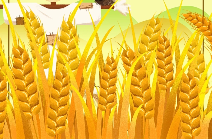 稻子麥子二十四節(jié)氣芒種黃色簡約
