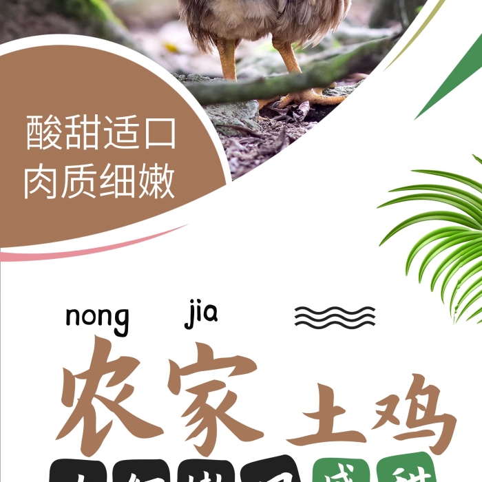 酸甜適口農(nóng)家土雞花雞促銷展架易拉寶
