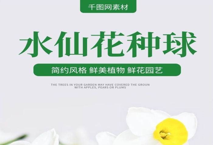 產(chǎn)品名稱(chēng)簡(jiǎn)約風(fēng)水仙花種球詳情頁(yè)
