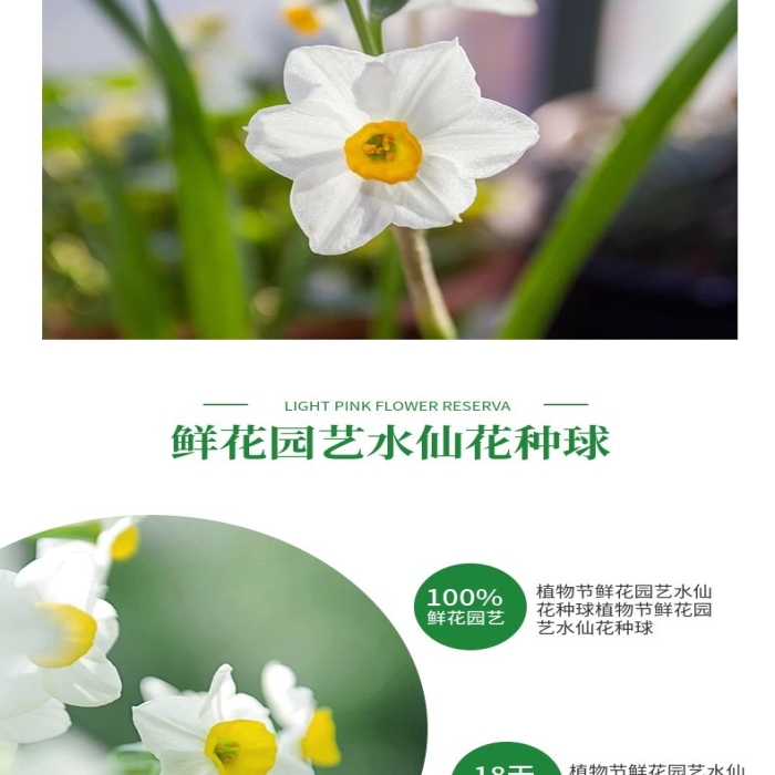 產(chǎn)品名稱(chēng)簡(jiǎn)約風(fēng)水仙花種球詳情頁(yè)
