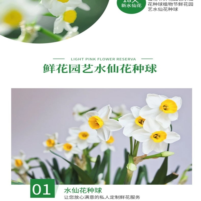 產(chǎn)品名稱(chēng)簡(jiǎn)約風(fēng)水仙花種球詳情頁(yè)
