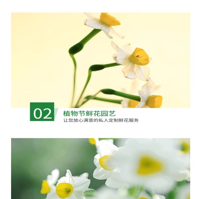 產(chǎn)品名稱(chēng)簡(jiǎn)約風(fēng)水仙花種球詳情頁(yè)
