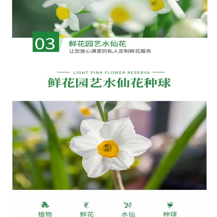 產(chǎn)品名稱(chēng)簡(jiǎn)約風(fēng)水仙花種球詳情頁(yè)
