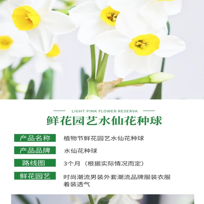 產(chǎn)品名稱(chēng)簡(jiǎn)約風(fēng)水仙花種球詳情頁(yè)
