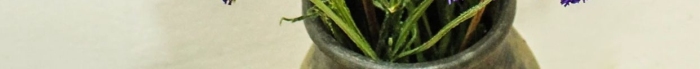 夏天圖微刺玫瑰紫色勿忘我攝影圖
